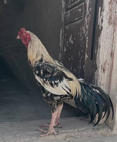 aseel mianwali cross murga pure sale