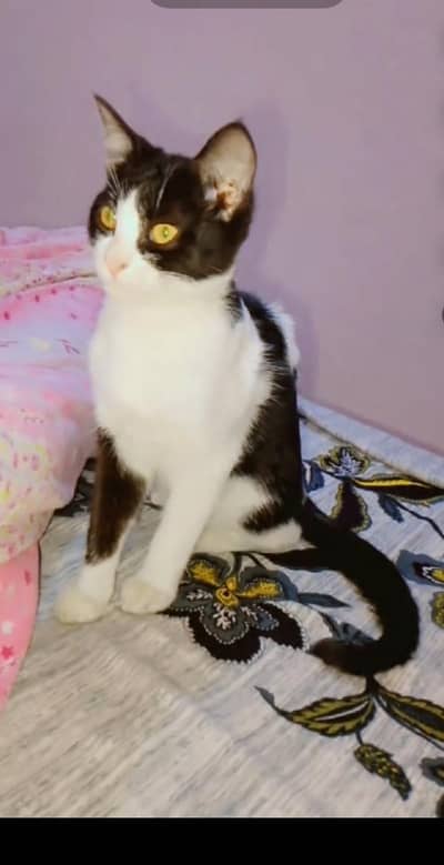 Semi Persian male cat for sale