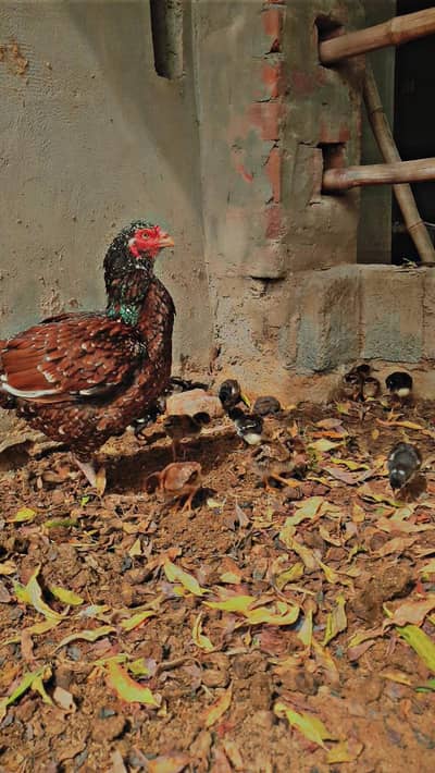 Aseel chiks for sale