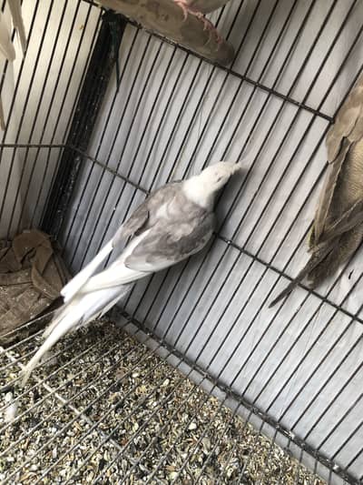 Eno female grey eno male