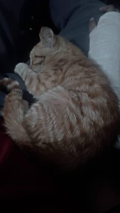 semi Persian cat for sale