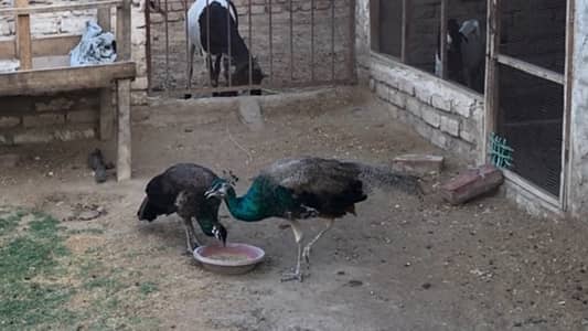 Breeder pair ducks, hens, Moore