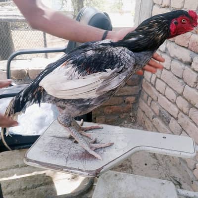 aseel murgha for sale