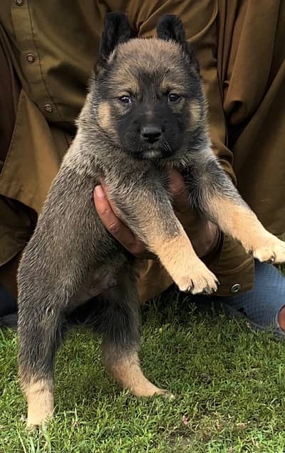 Alsatian Bhagya Ali male security guard 2 month for sale
