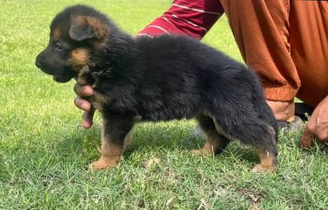 German Shepherd Puppies For Sale