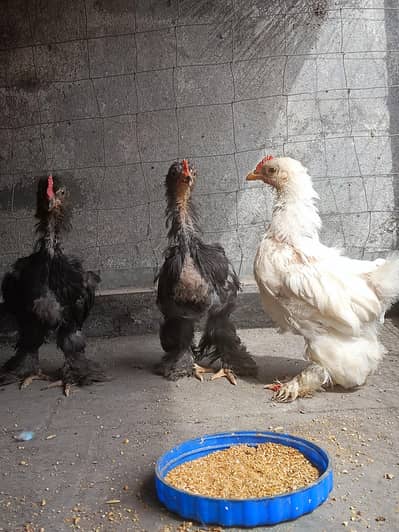 3 colour 3 piece bantam