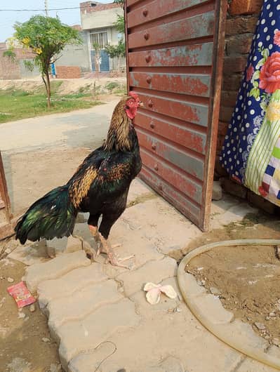 پاکستانی بر میں مکس