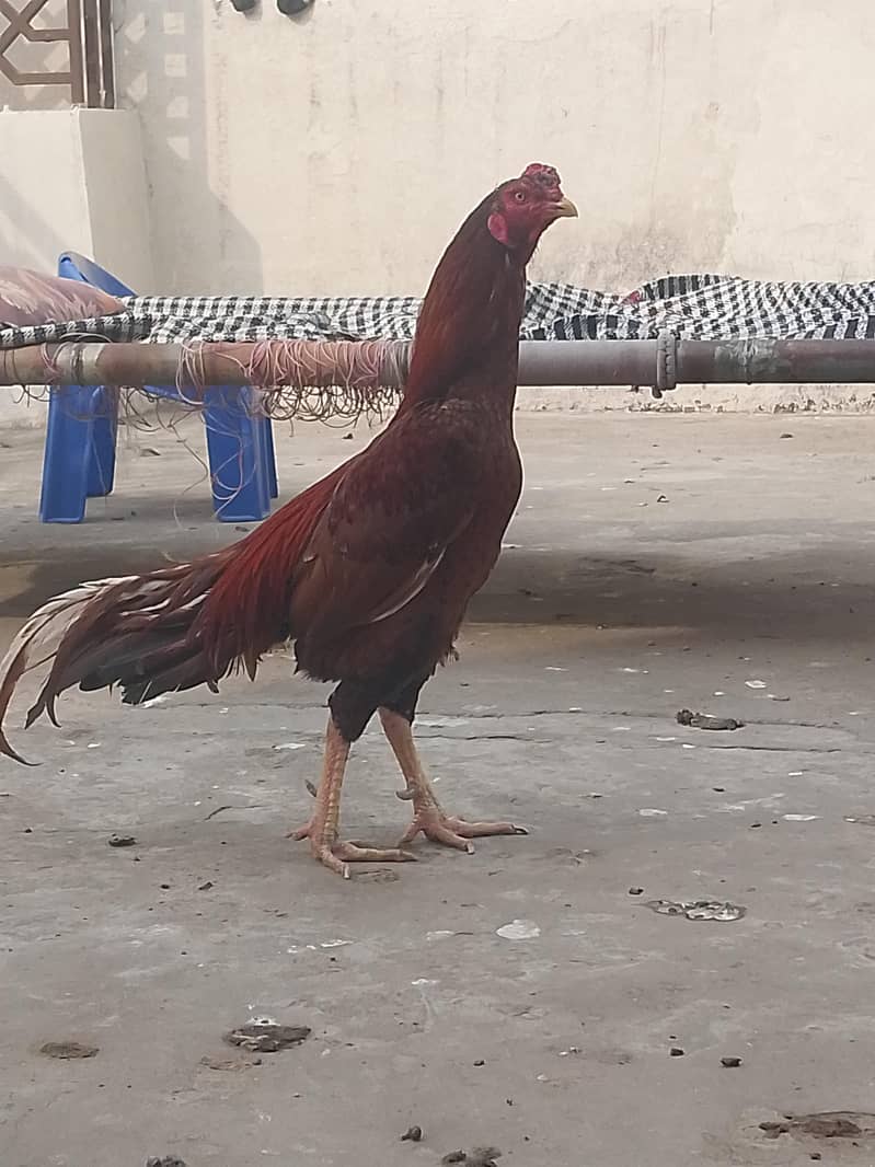 اصیل انڈے. eggs 0