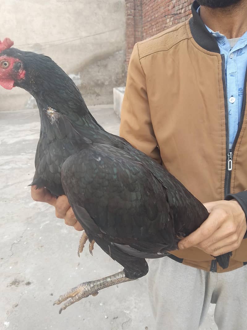 اصیل انڈے. eggs 1