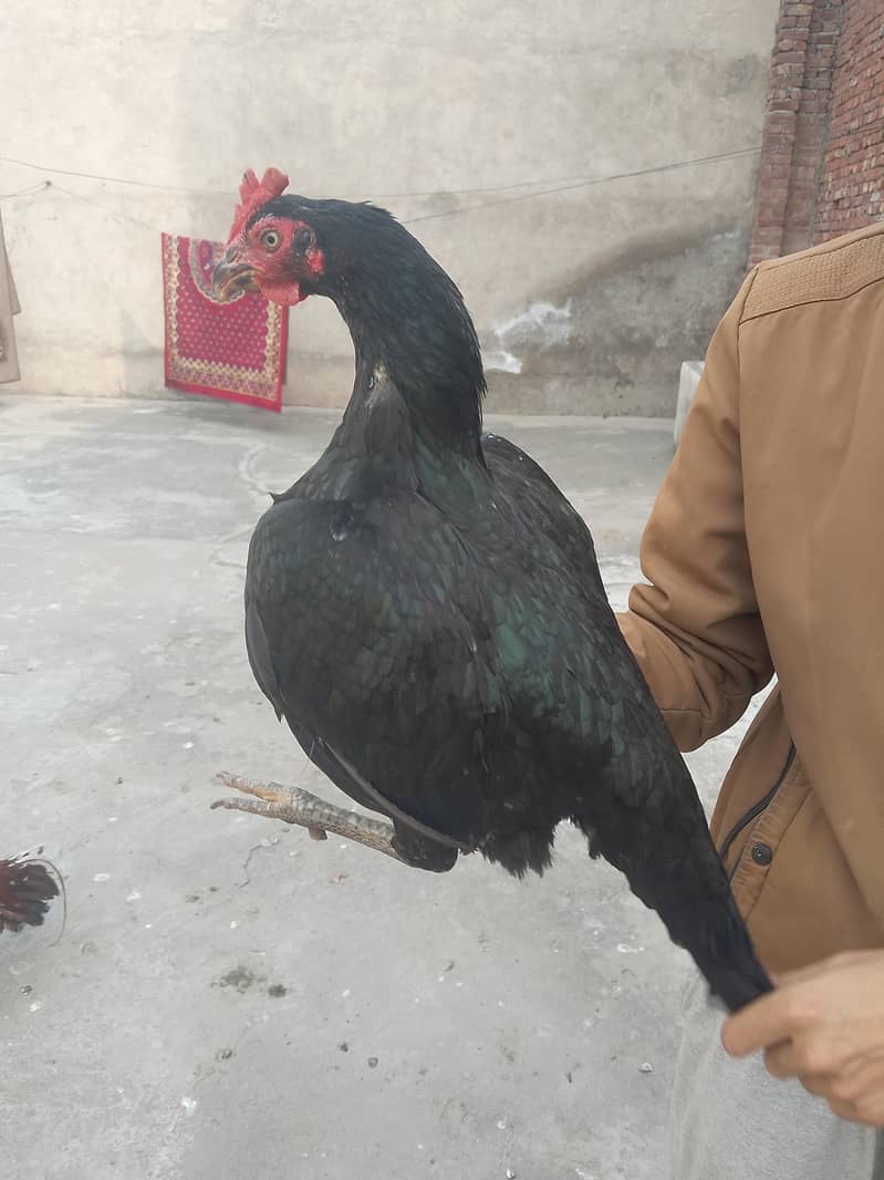 اصیل انڈے. eggs 2