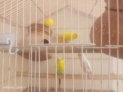 Australian parrots 2 pair and 2 childs