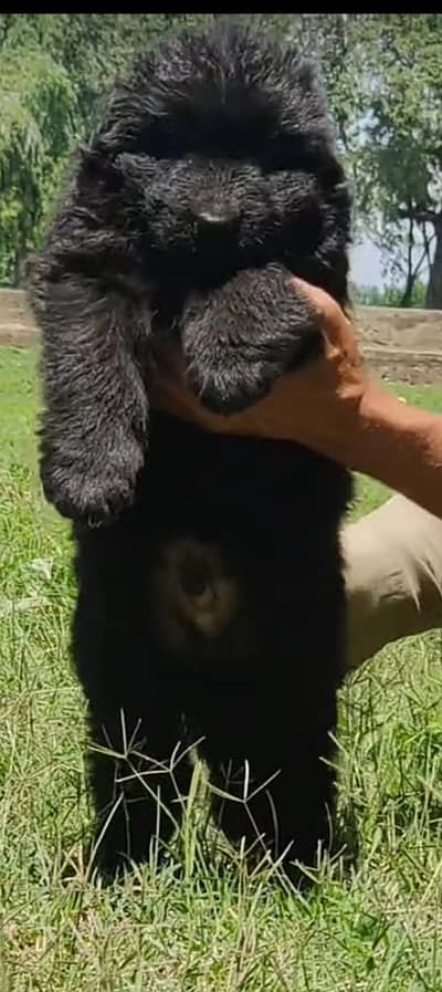 German Shepherd long coat puppies for sale