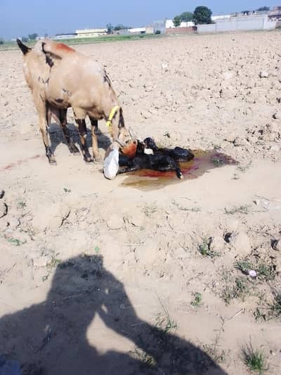 Beetal Goat | Bakri | بکری | beetal Shera print | goat | Goat For Sale