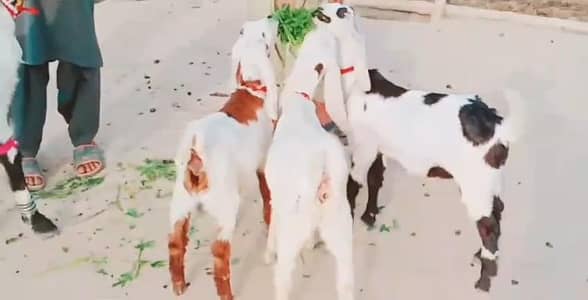 3 bacchon ka Sath Desi Bakri For Sale,+03102729869