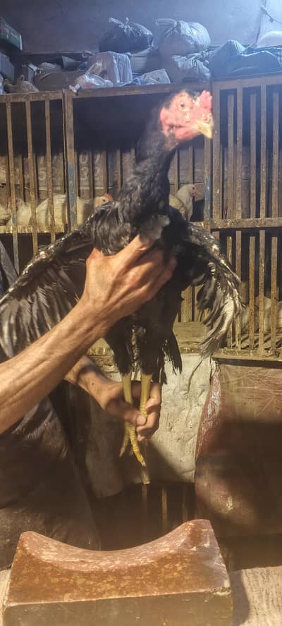 young aseal mushka  patha