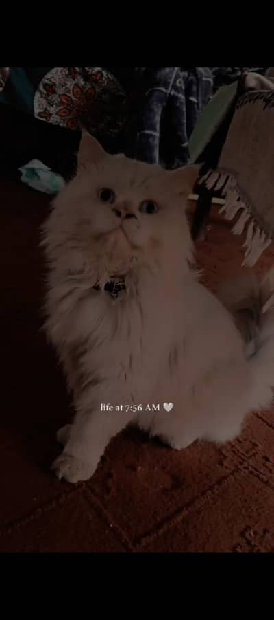 Parshion Cat Bule Eyes