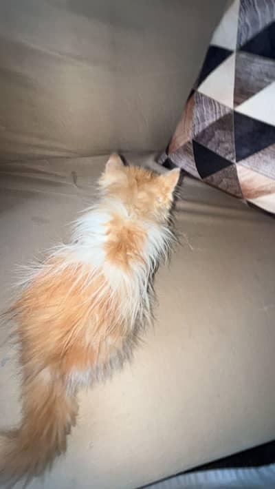 Persia cate extra coat