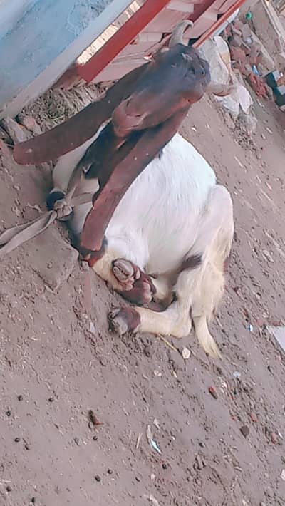 Ghar Ka Pala Howa Bakra Sindhi