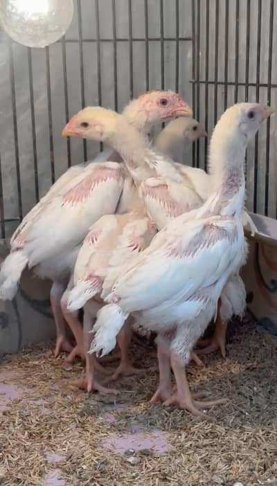 white Geman o shamo chicks available