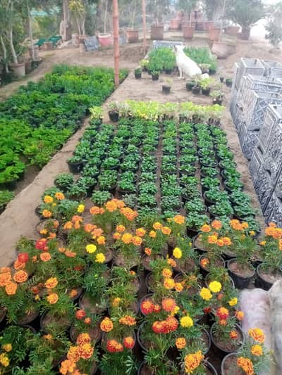 Seasonal flowers available