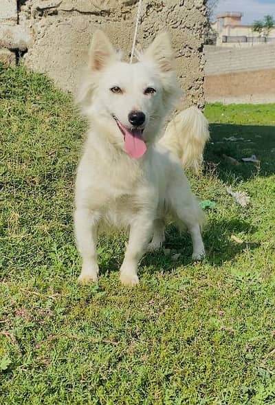 Russian puppy female 10 mahnt for sale active and healthy available