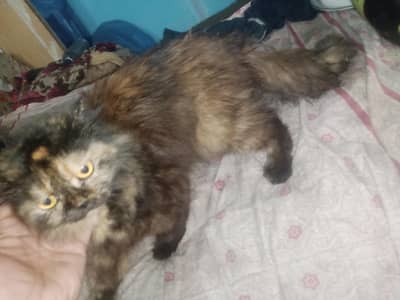 Persian Cat Pair for Urgent Sale