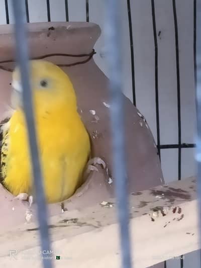 One pair of budgie with one extra female