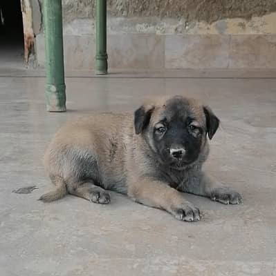 Alsatian female pup