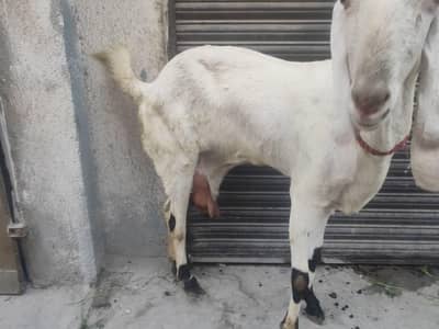 Bakri rajanpuri bht Achi heigh me ha 2.5 kg milk ha confrim
