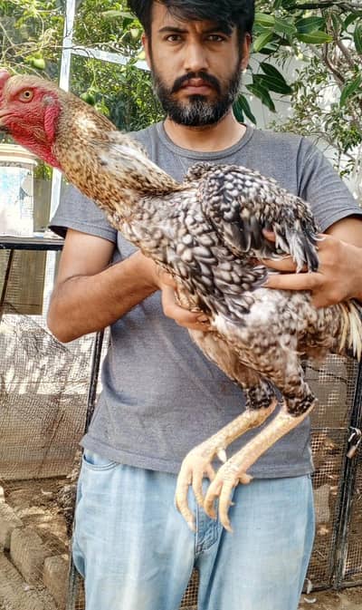 coco Shamo mail or parrots beak mail chiks