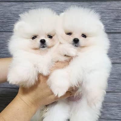 Pomeranian puppies 03145176416
