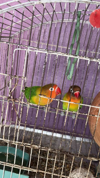 Fischers Love Bird Pair (With Cage)