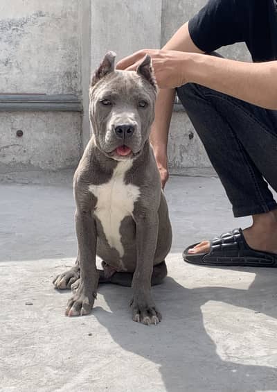 Pitbull male puppy available