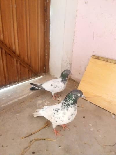 for sale exchange possible