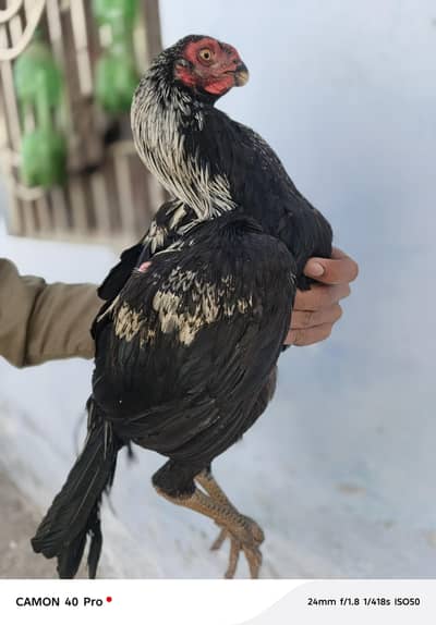 Indian perambeid hen