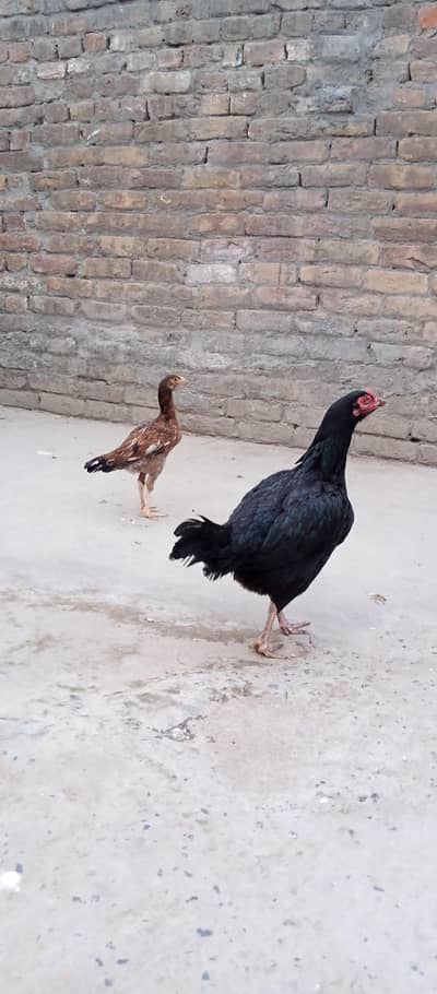 Aseel murghi and chick