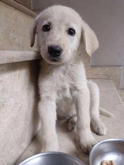 pedigree Labrador puppies for sale