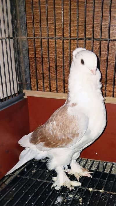 فینسی میلز  03328024249