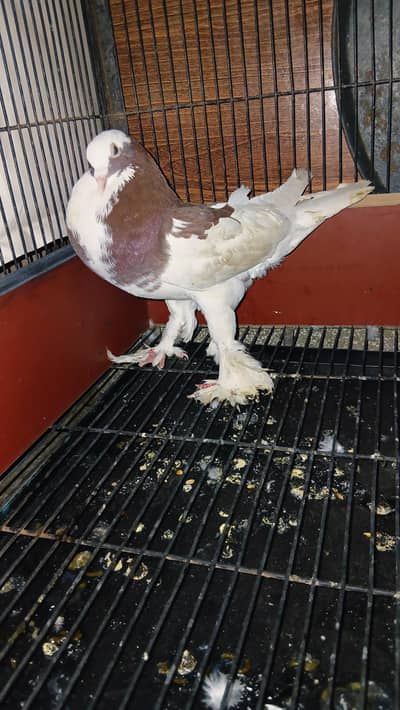 فینسی جوڑا  03328024249