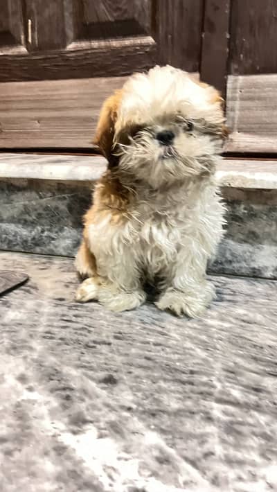 Male Shihtzu Puppy