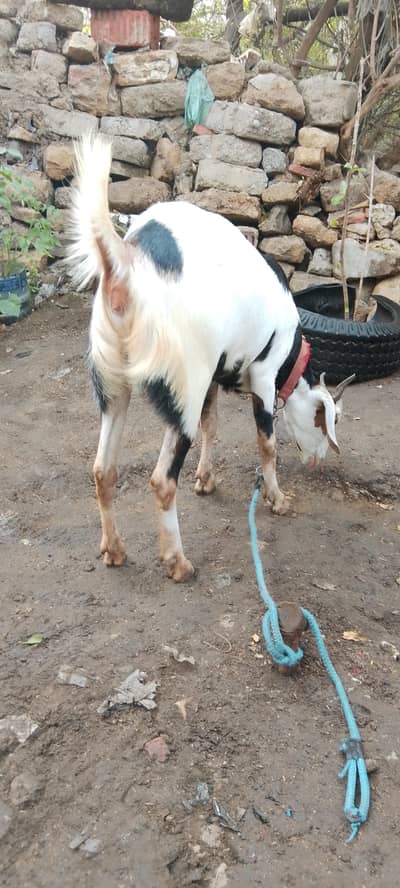 tapri keree put for sell