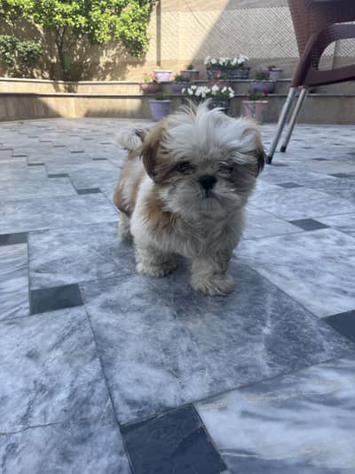 Male Shihtzu Puppy
