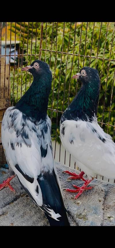 offer rate AK teddy pair or 2 slata nar