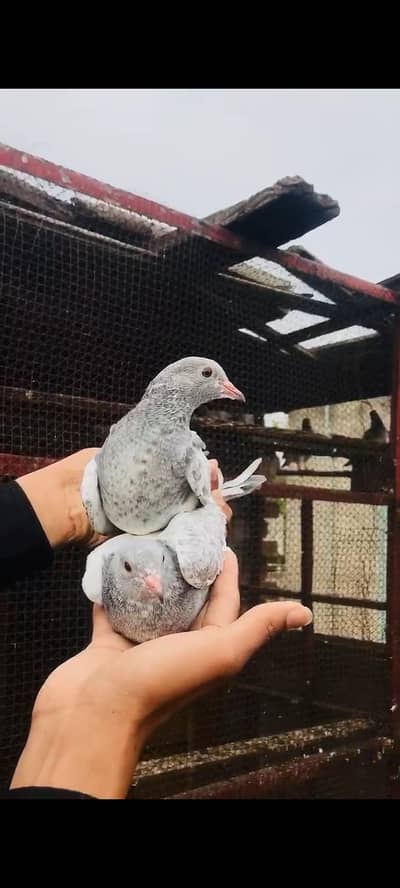 Salati Breeder Bache