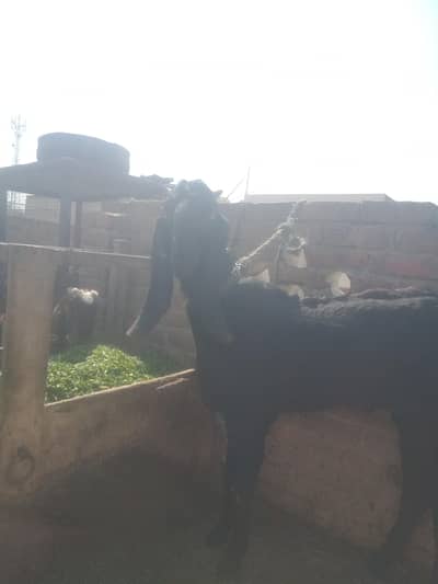 تین عدد بکرے فار سیل ہے 03126031258