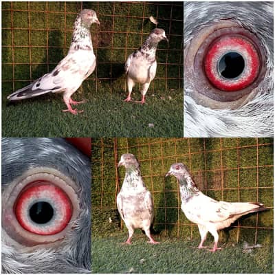 9 pair high flying joro waly pigeon. . . . read full add