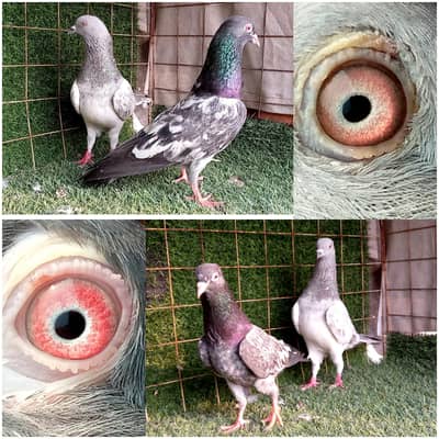 5 pair high flying joro waly pigeon. . . . read full add