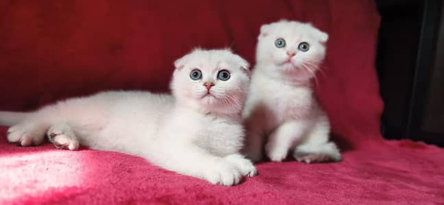 show Quality Scottish Fold Kitten's