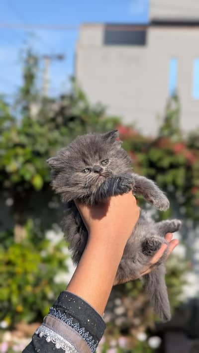 Adorable persian kittens