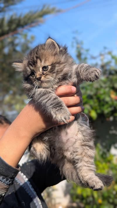 Adorable persian kittens